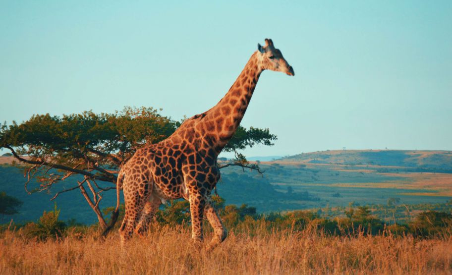 Afrique Afrique