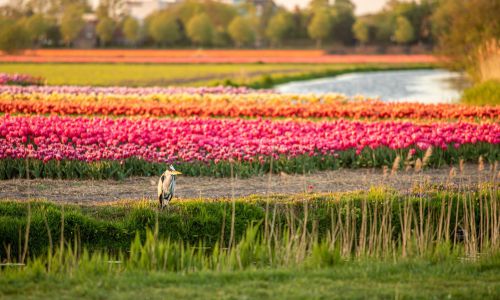 Bussum Bussum