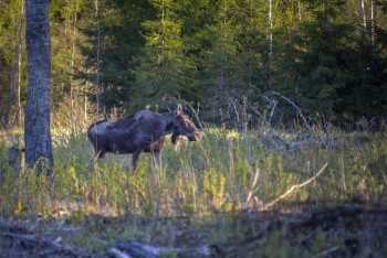 Moose ca