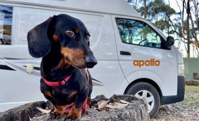 Pet friendly RV rental Pet friendly RV rental