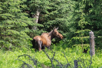 Blog Foto Canada-Alaska 6