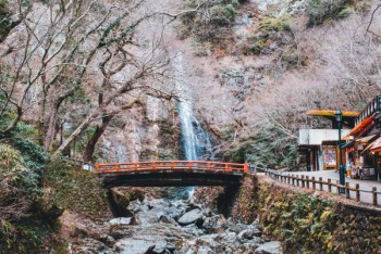 Japan Blossom trees