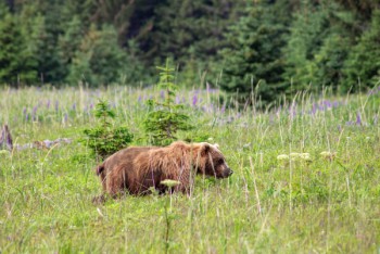 Blog Foto Canada-Alaska 4
