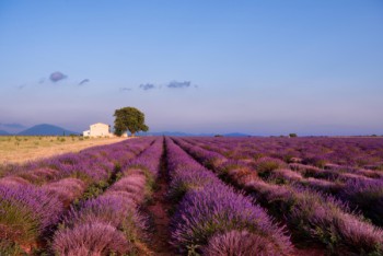 Lavender fields