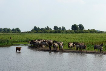 Wilde paarden, Nationaal Park Lauwersmeer
