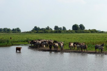 Wilde paarden, Nationaal Park Lauwersmeer Wilde paarden, Nationaal Park Lauwersmeer