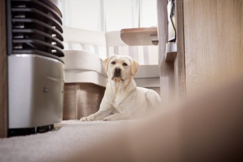 Hond in camper