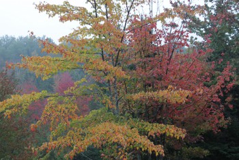 Indian Summer Indian Summer