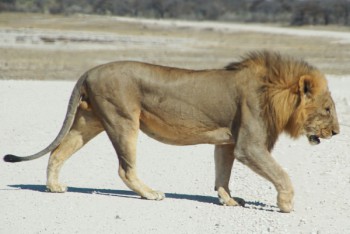 Leeuw, Etosha National Park