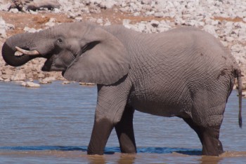 Olifant, Etosha National Park Olifant, Etosha National Park