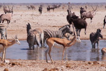 Wildlife, Etosha National Park Wildlife, Etosha National Park